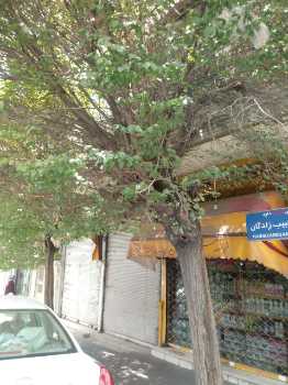 خرید کلنگی