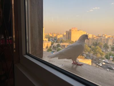 تهران  منطقه 5