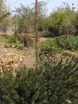 فروش کلنگی 